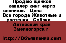 Продаю щенков кавалер кинг чарлз спаниель › Цена ­ 40 000 - Все города Животные и растения » Собаки   . Алтайский край,Змеиногорск г.